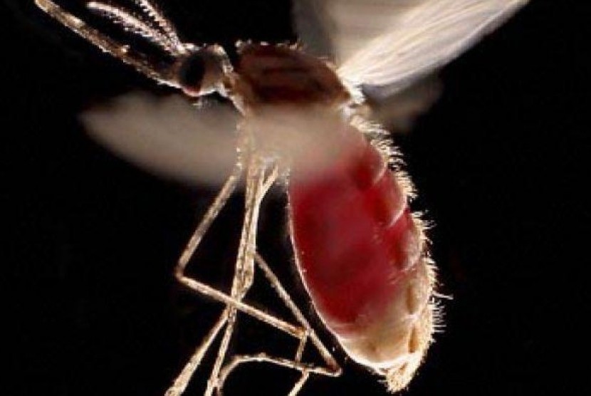 Fatalitas HIV, TB, dan Malaria Melonjak di Tengah Pandemi