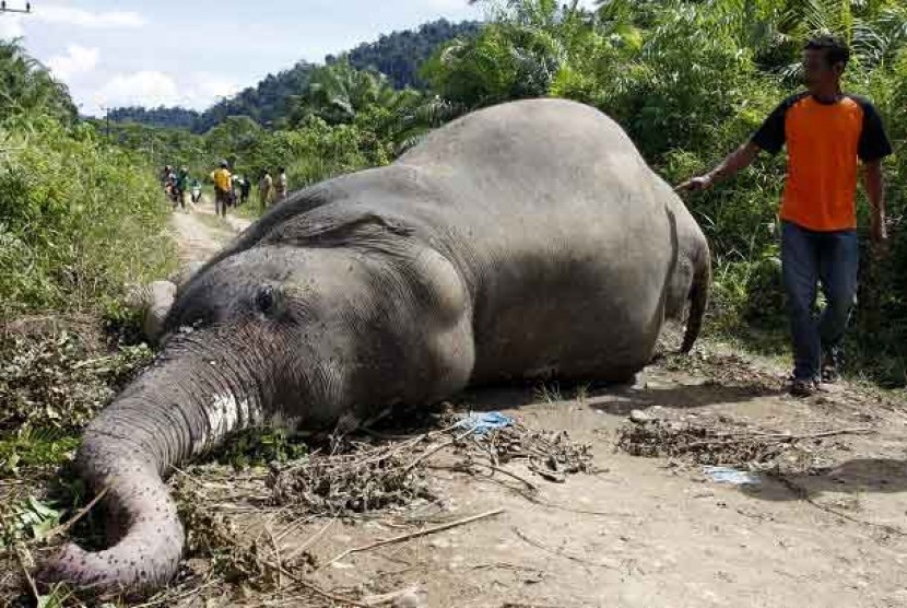 BKSDA: Gajah Mati di Pidie Diduga Tersengat Listrik