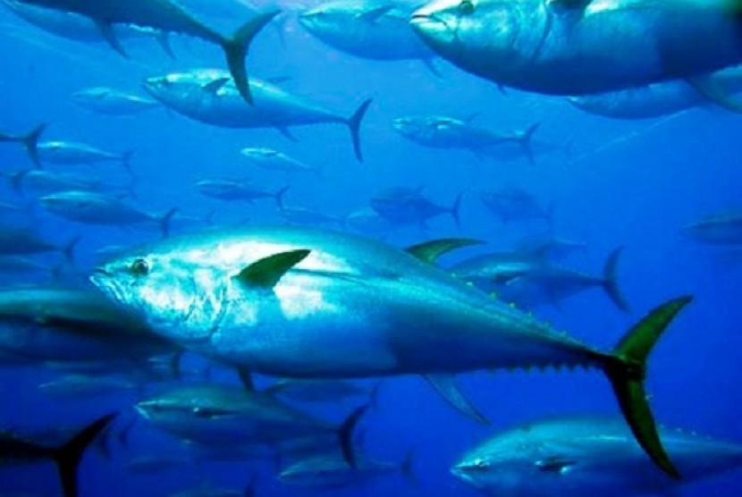 RI Perjuangkan Transparansi Kelola Tuna di Samudera Hindia