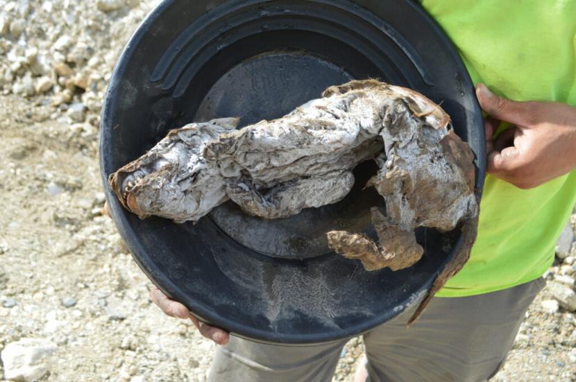 Penambang Temukan Mumi Serigala Berusia 57.000 Tahun
