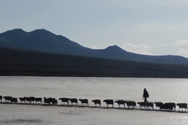 Tradisi Tibet kuno, 2.000 lebih domba seberangi danau beku