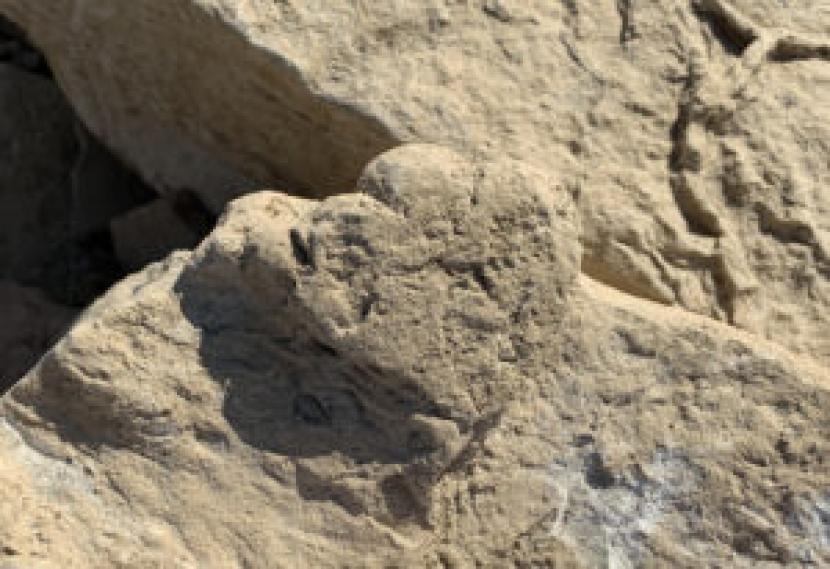 Arkeolog Temukan Jejak Kaki Dinosaurus Seukuran Kucing