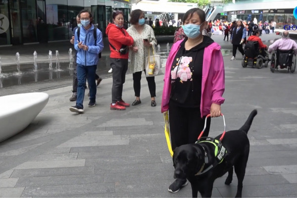 Anjing penuntun kian digemari para penyandang tunanetra di China