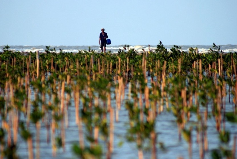Ekosistem Mangrove Penting untuk Mitigasi Perubahan Iklim