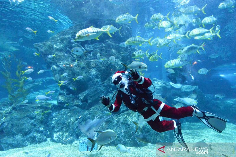 Aksi Sinterklas di Bangkok Ocean World