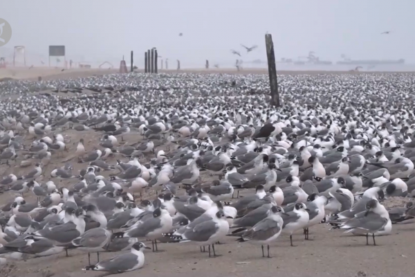 Festival burung di Lima promosikan konservasi burung migran