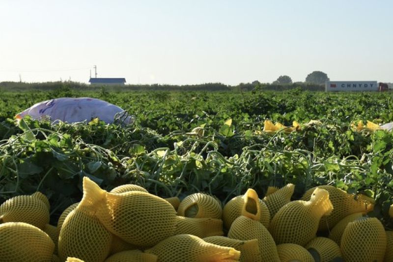 Xinjiang China catat peningkatan luas lahan pertanian