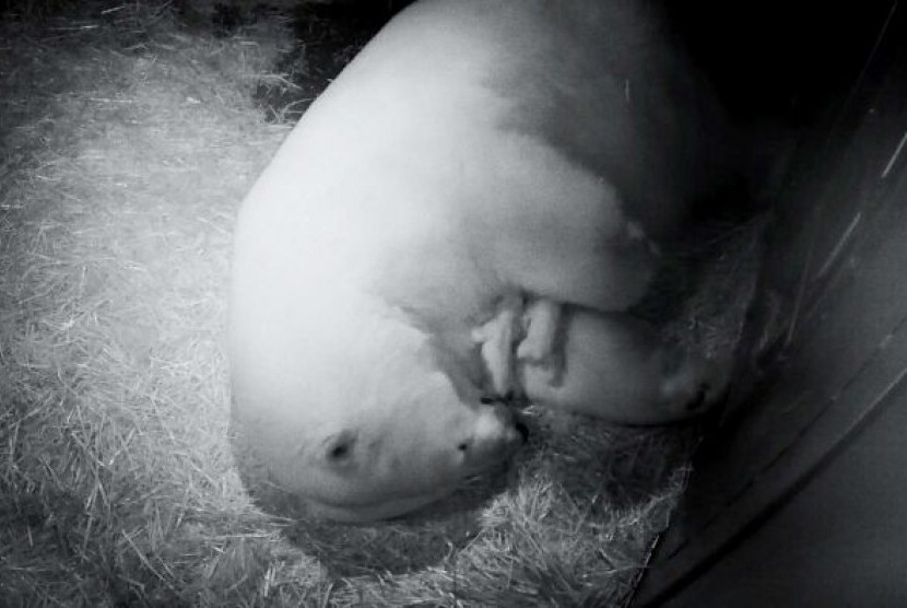 Ilmuwan Temukan Populasi Beruang Kutub HIdup di Habitat yang tak Lazim