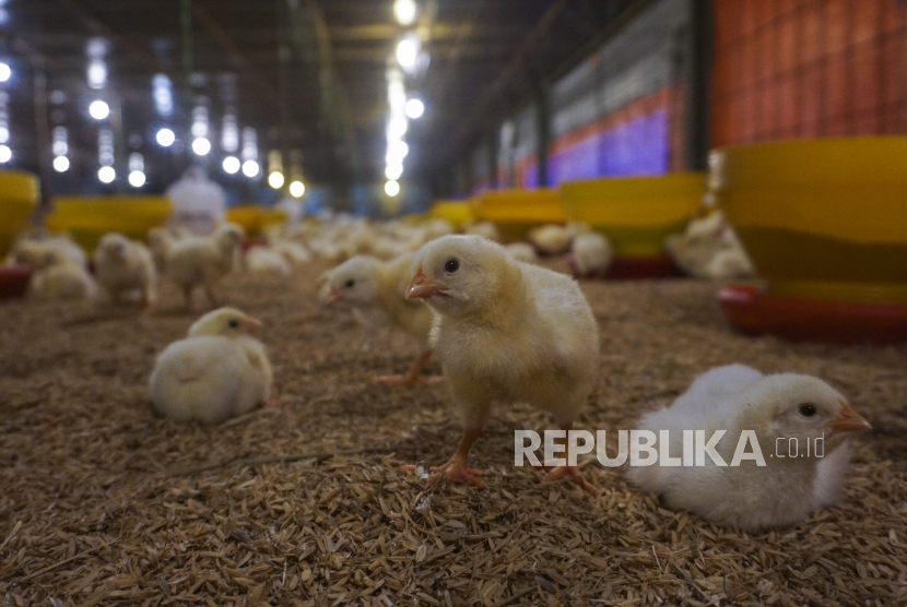 Pencuri Toko Sembako Simpan Barang Bukti Rp 50 Juta di Kandang Ayam  